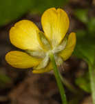 Creeping buttercup